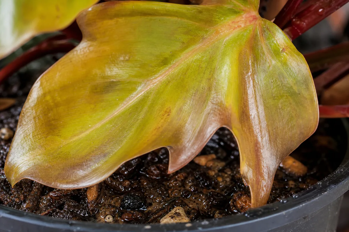 Close-up of Overwatering on Philodendron Imperial Red - diagnostic detail