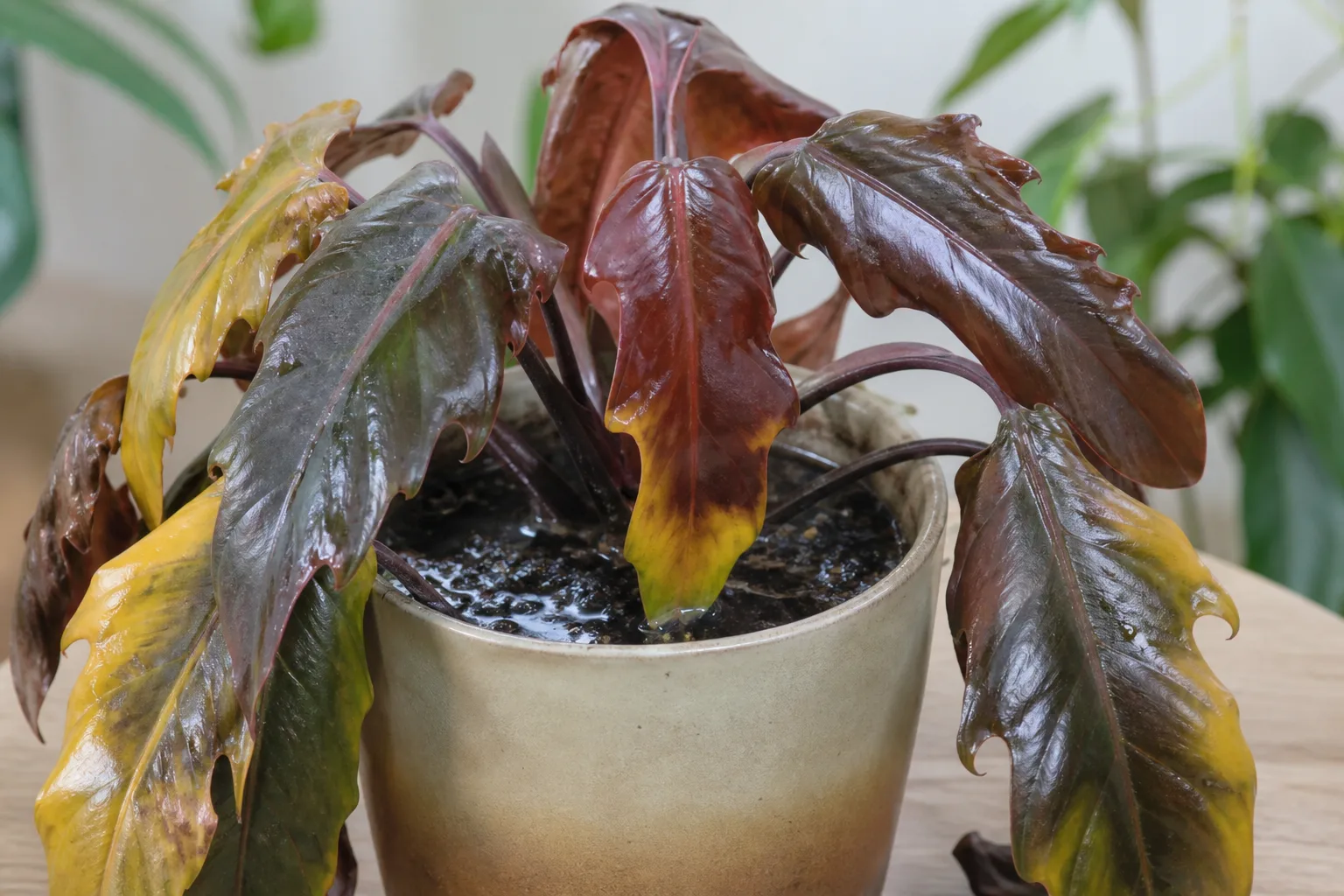 Soft yellowing Imperial Red crown leaves on a wet potting mix