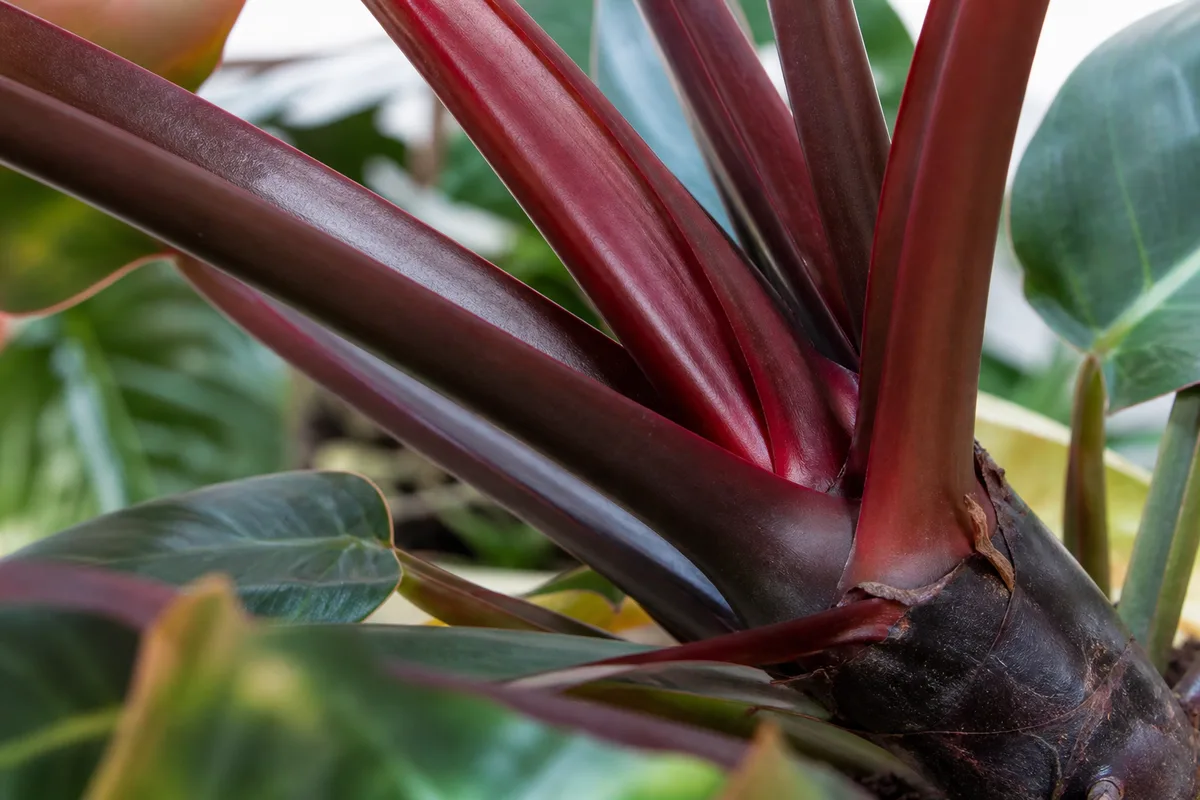 Close-up of Plant Leaning on Philodendron Imperial Red - diagnostic detail