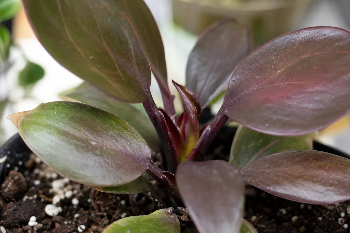 Close-up of Slow Growth on Philodendron Imperial Red - diagnostic detail