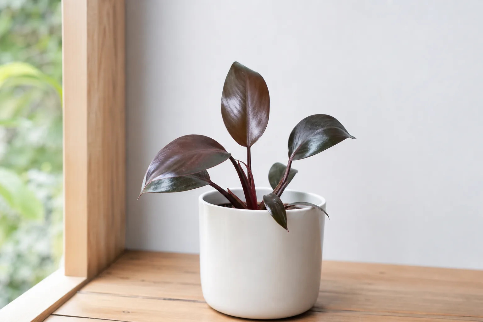 Slow Growth on Philodendron Imperial Red - visible symptom on the plant
