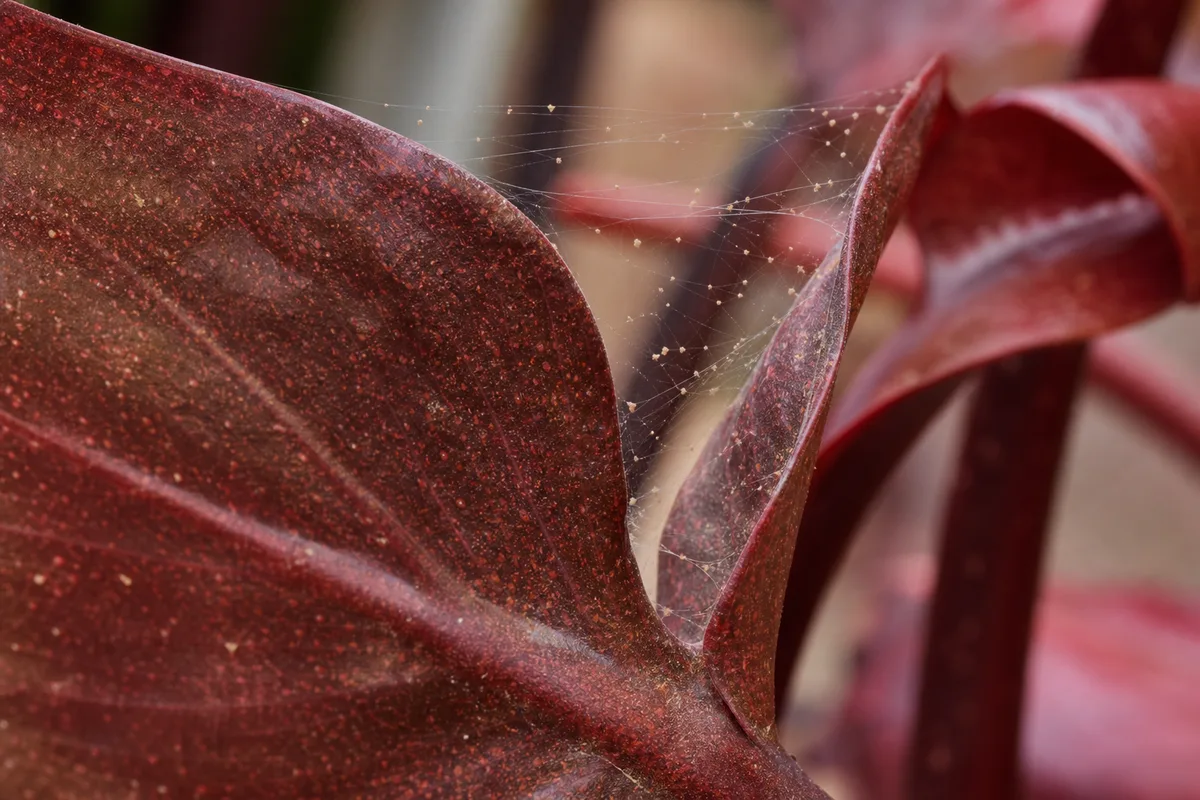 Close-up of Spider Mites on Philodendron Imperial Red - diagnostic detail