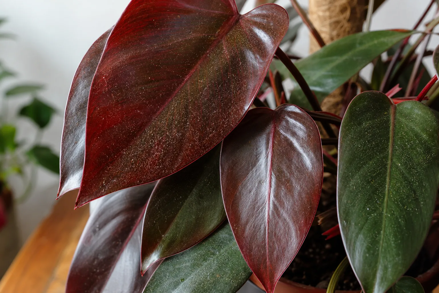 Spider Mites on Philodendron Imperial Red - visible symptom on the plant