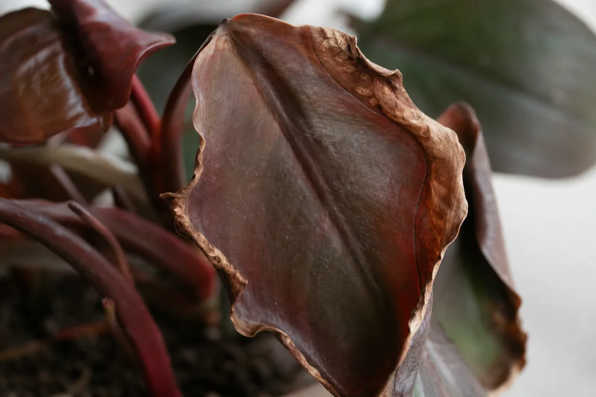 Close-up of Underwatering on Philodendron Imperial Red - diagnostic detail