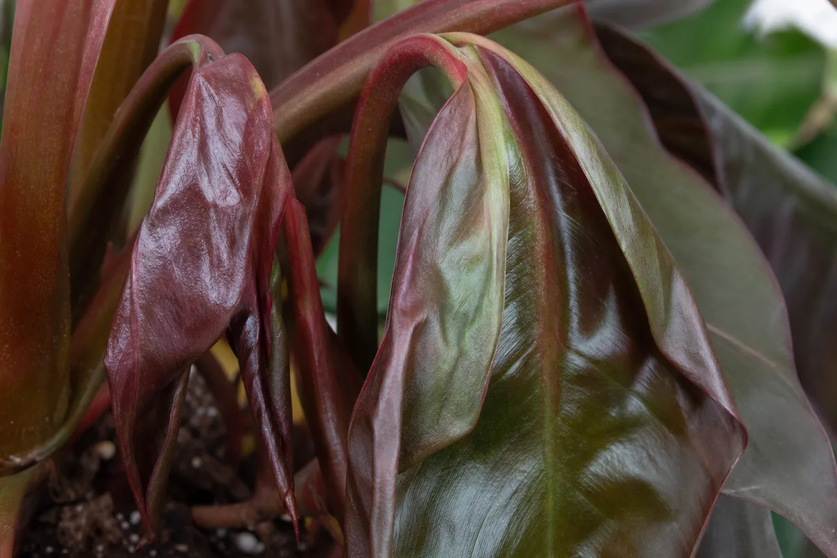 Close-up of Wilting on Philodendron Imperial Red - diagnostic detail