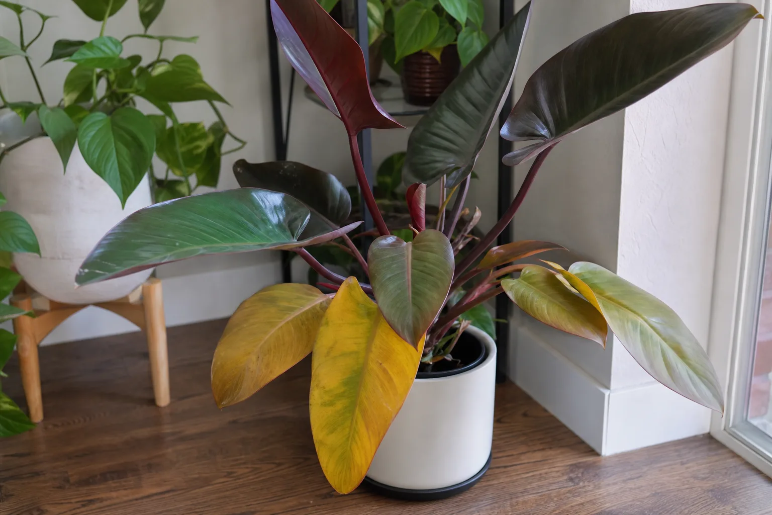 Yellow Leaves on Philodendron Imperial Red - visible symptom on the plant
