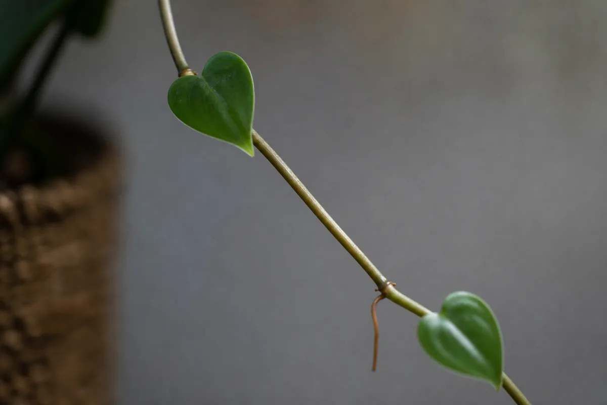Close-up of Leggy Growth on Heartleaf Philodendron - diagnostic detail