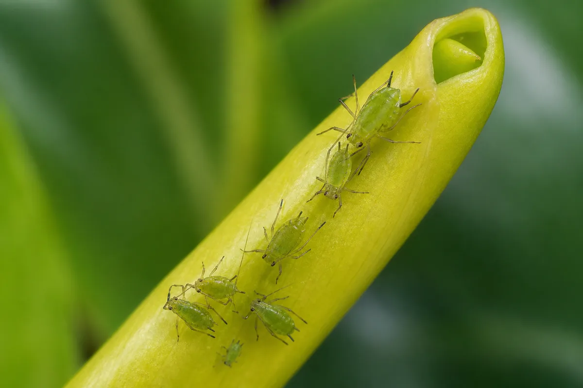 Close-up of Aphids on Philodendron Lemon Lime - diagnostic detail