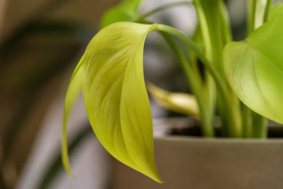 Close-up of Drooping Leaves on Philodendron Lemon Lime - diagnostic detail