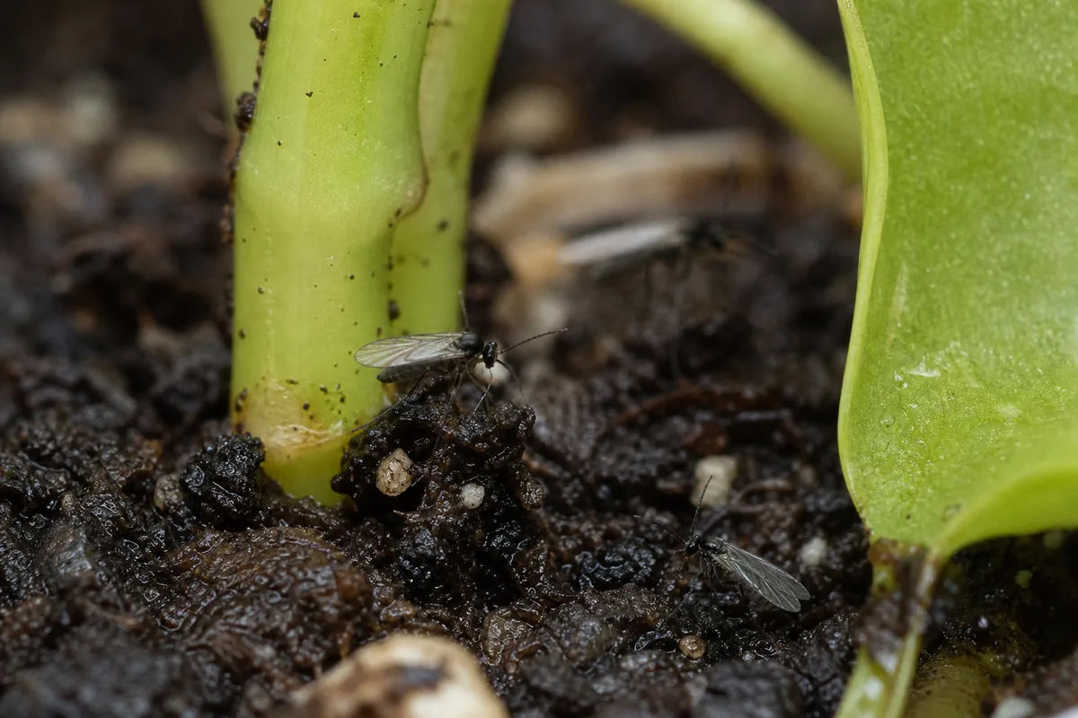 Close-up of Fungus Gnats on Philodendron Lemon Lime - diagnostic detail
