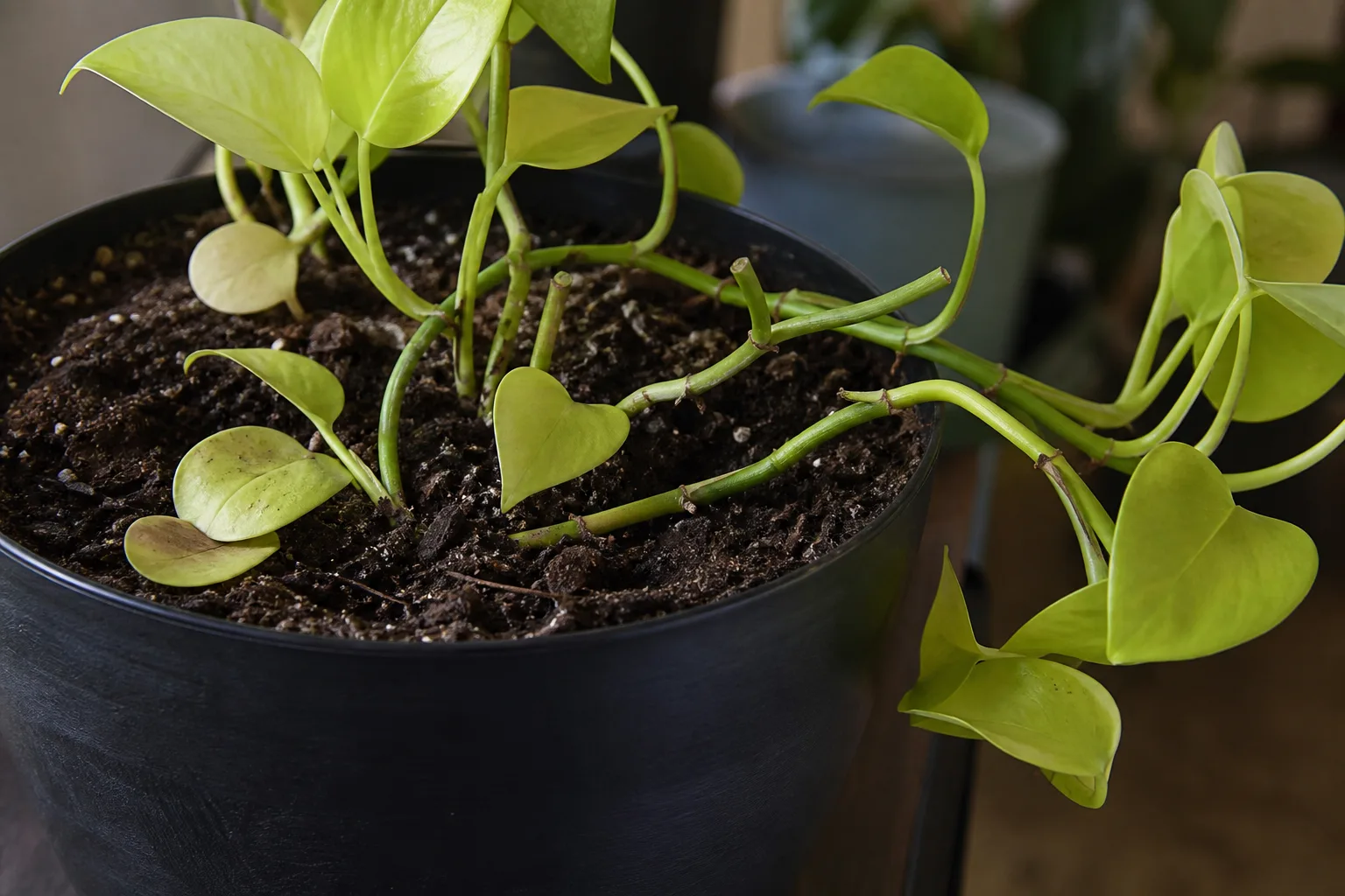 Leaf Drop on Philodendron Lemon Lime - visible symptom on the plant