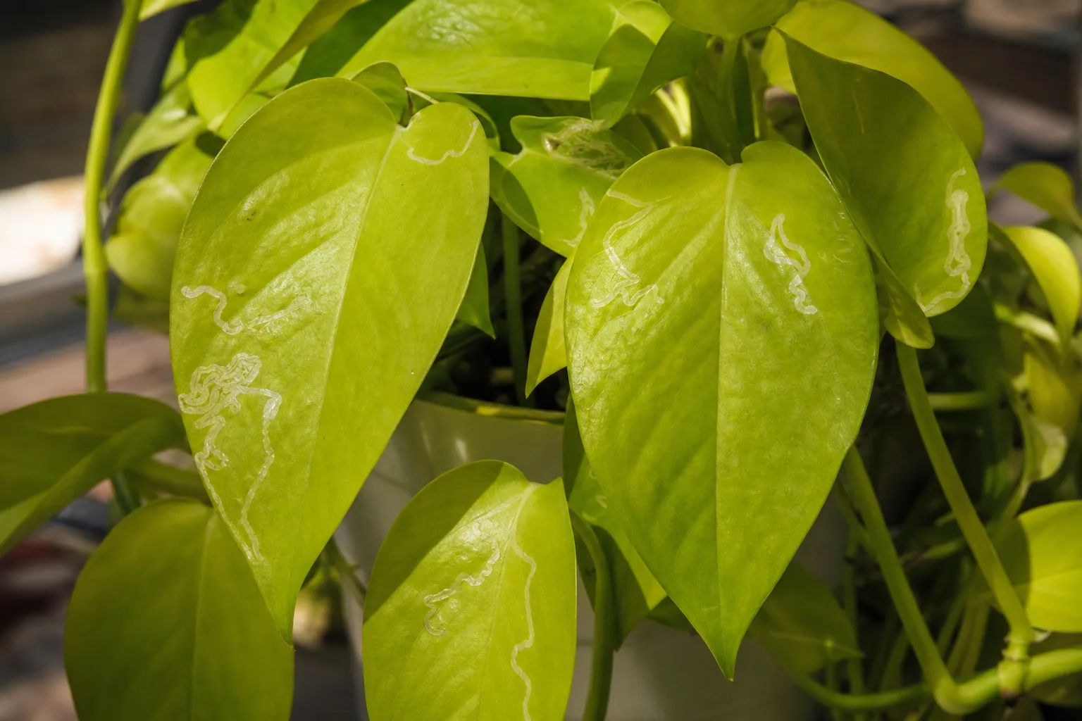 Leaf Miners on Philodendron Lemon Lime - visible symptom on the plant
