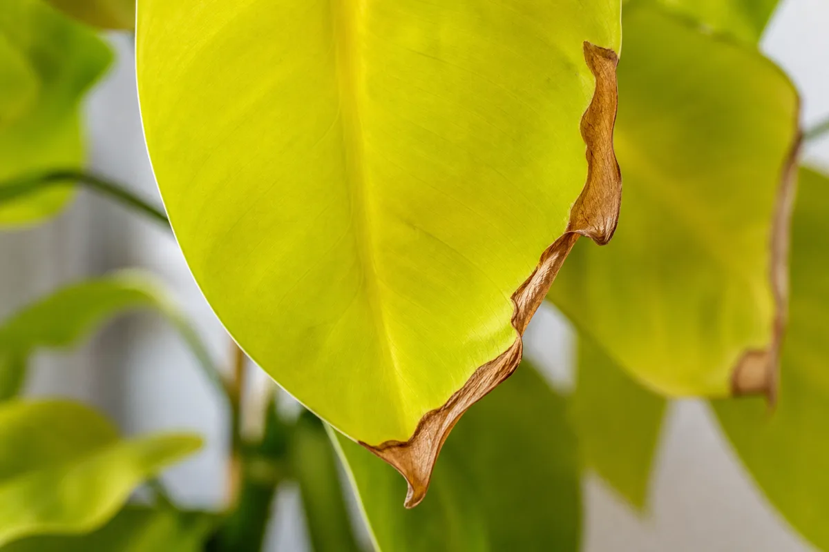 Close-up of Low Humidity on Philodendron Lemon Lime - diagnostic detail
