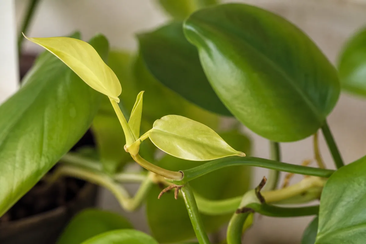 Low-light greening on Philodendron Lemon Lime newest leaves