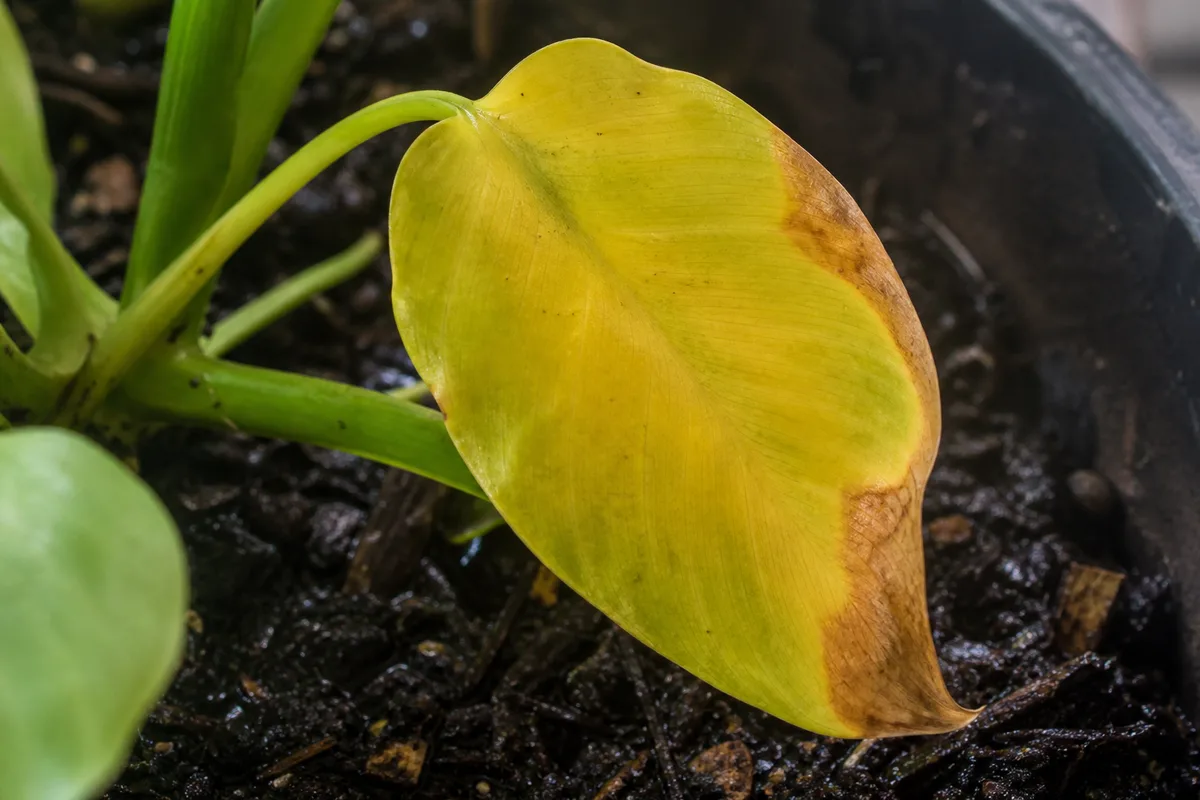 Close-up of Overwatering on Philodendron Lemon Lime - diagnostic detail