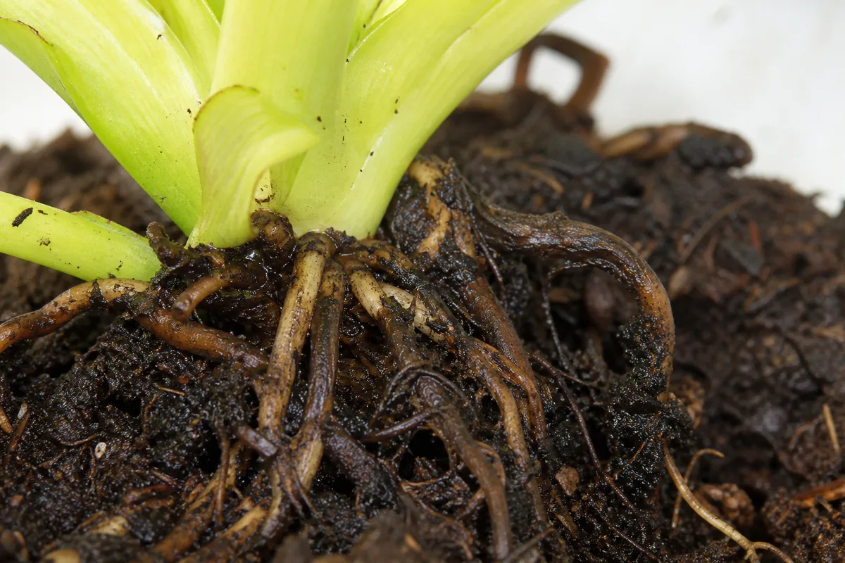 Close-up of Root Rot on Philodendron Lemon Lime - diagnostic detail