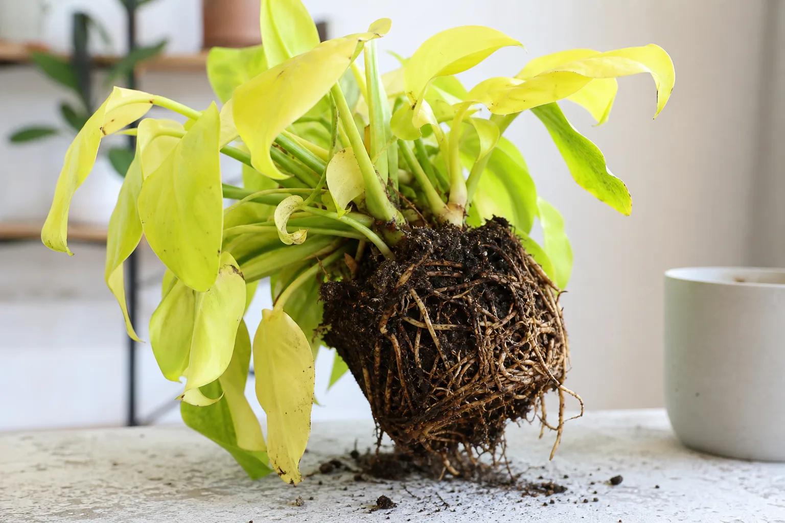 Root Rot on Philodendron Lemon Lime - visible symptom on the plant