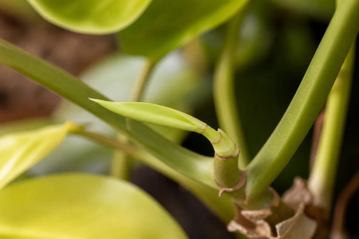 Close-up of Slow Growth on Philodendron Lemon Lime - diagnostic detail