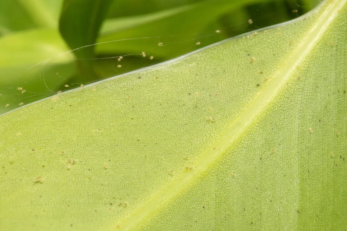Close-up of Spider Mites on Philodendron Lemon Lime - diagnostic detail