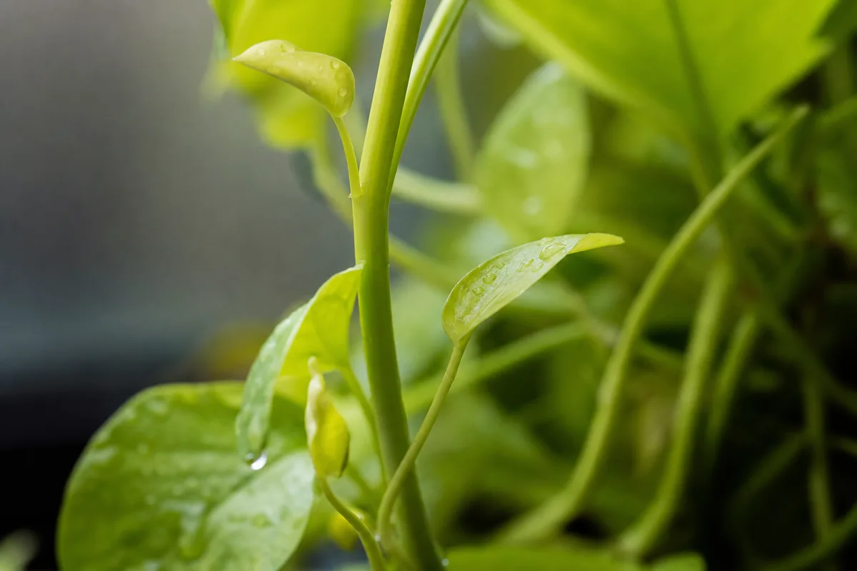 Close-up of Thin Stems on Philodendron Lemon Lime - diagnostic detail