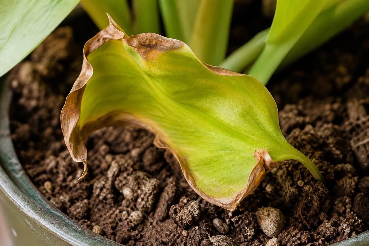 Close-up of Underwatering on Philodendron Lemon Lime - diagnostic detail
