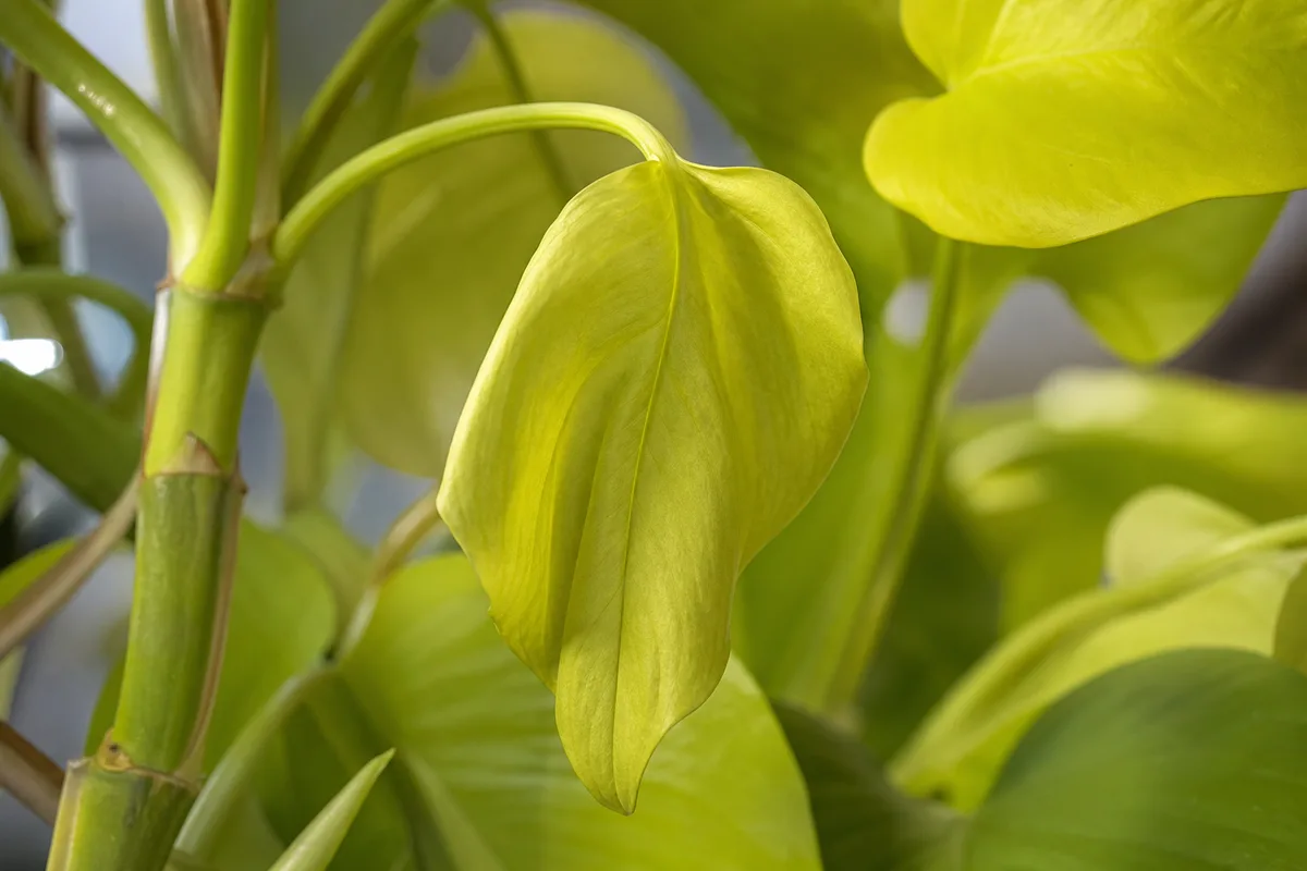 Close-up of Wilting on Philodendron Lemon Lime - diagnostic detail