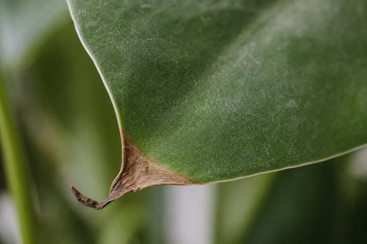 Close-up of Low Humidity on Heartleaf Philodendron - diagnostic detail