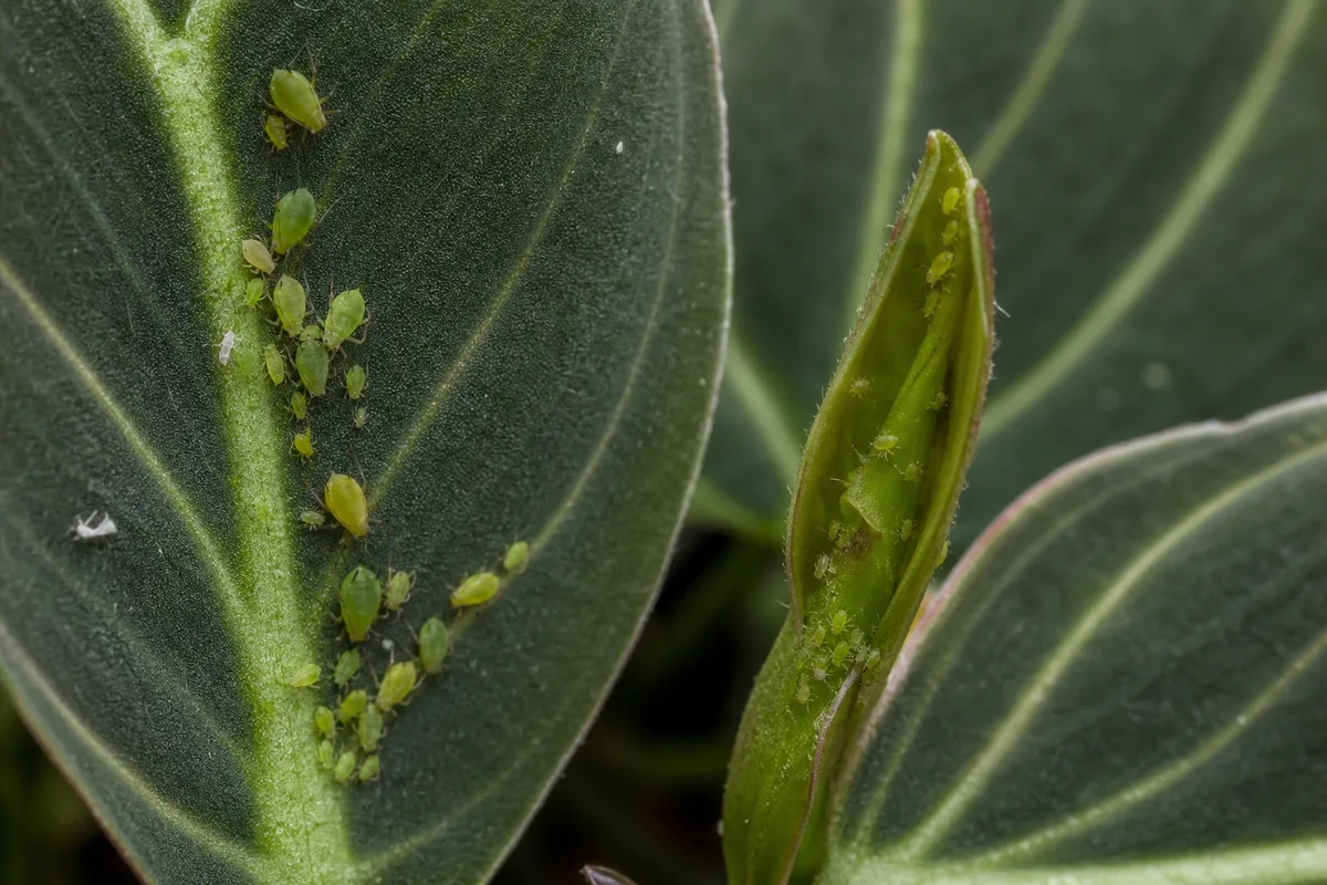 Close-up of Aphids on Philodendron Melanochrysum - diagnostic detail