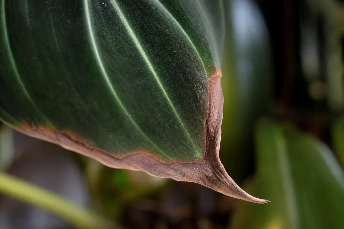 Close-up of Brown Tips on Philodendron Melanochrysum - diagnostic detail