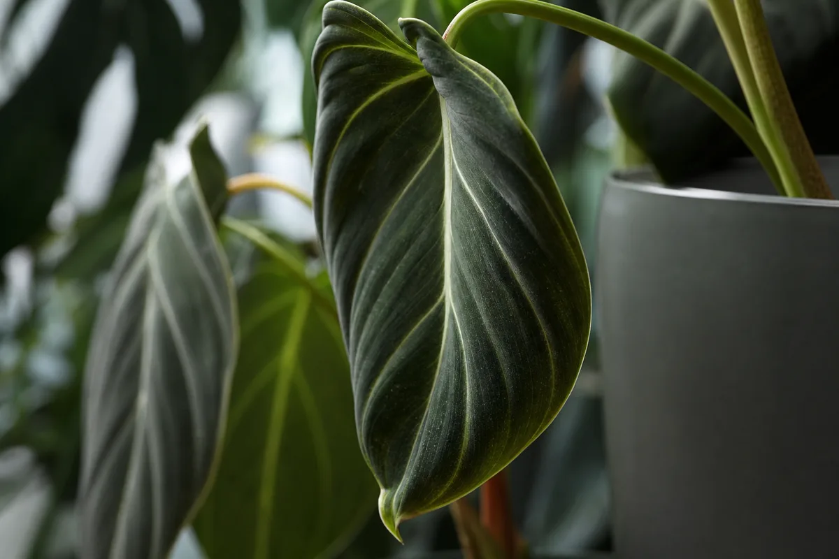 Close-up of Drooping Leaves on Philodendron Melanochrysum - diagnostic detail