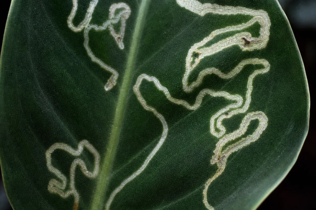 Close-up of Leaf Miners on Philodendron Melanochrysum - diagnostic detail