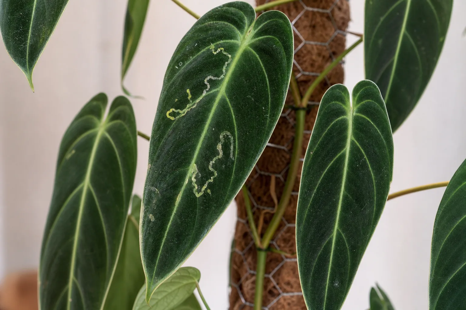 Leaf Miners on Philodendron Melanochrysum - visible symptom on the plant