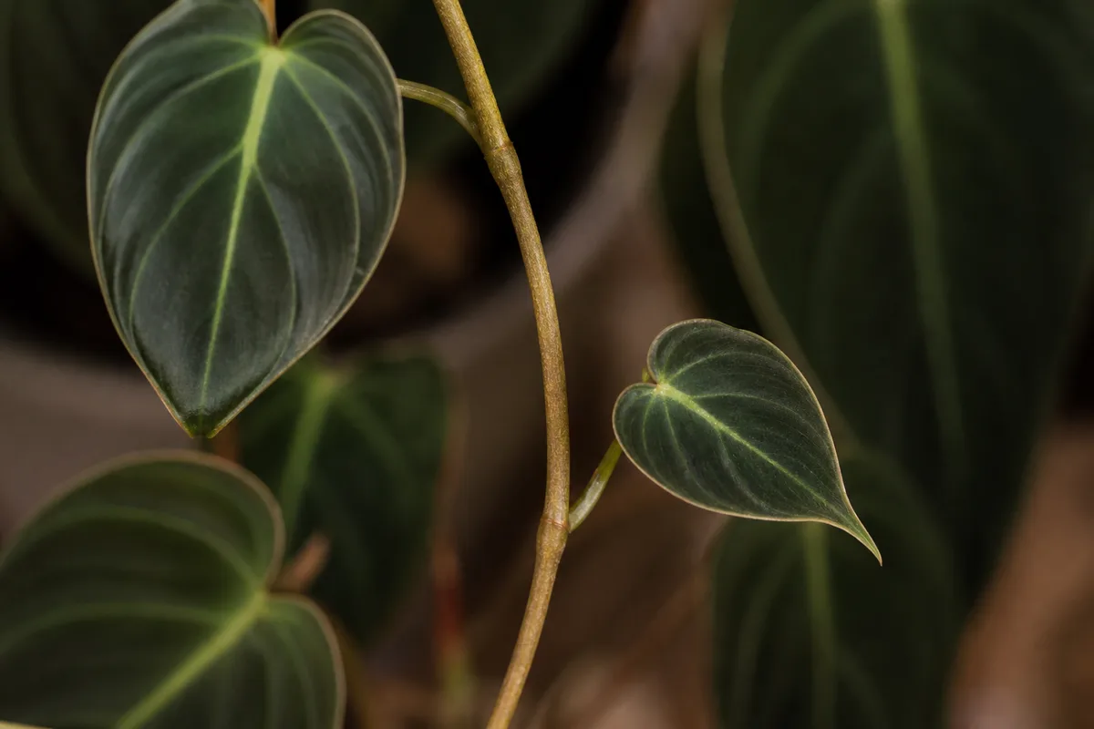 Close-up of Leggy Growth on Philodendron Melanochrysum - diagnostic detail