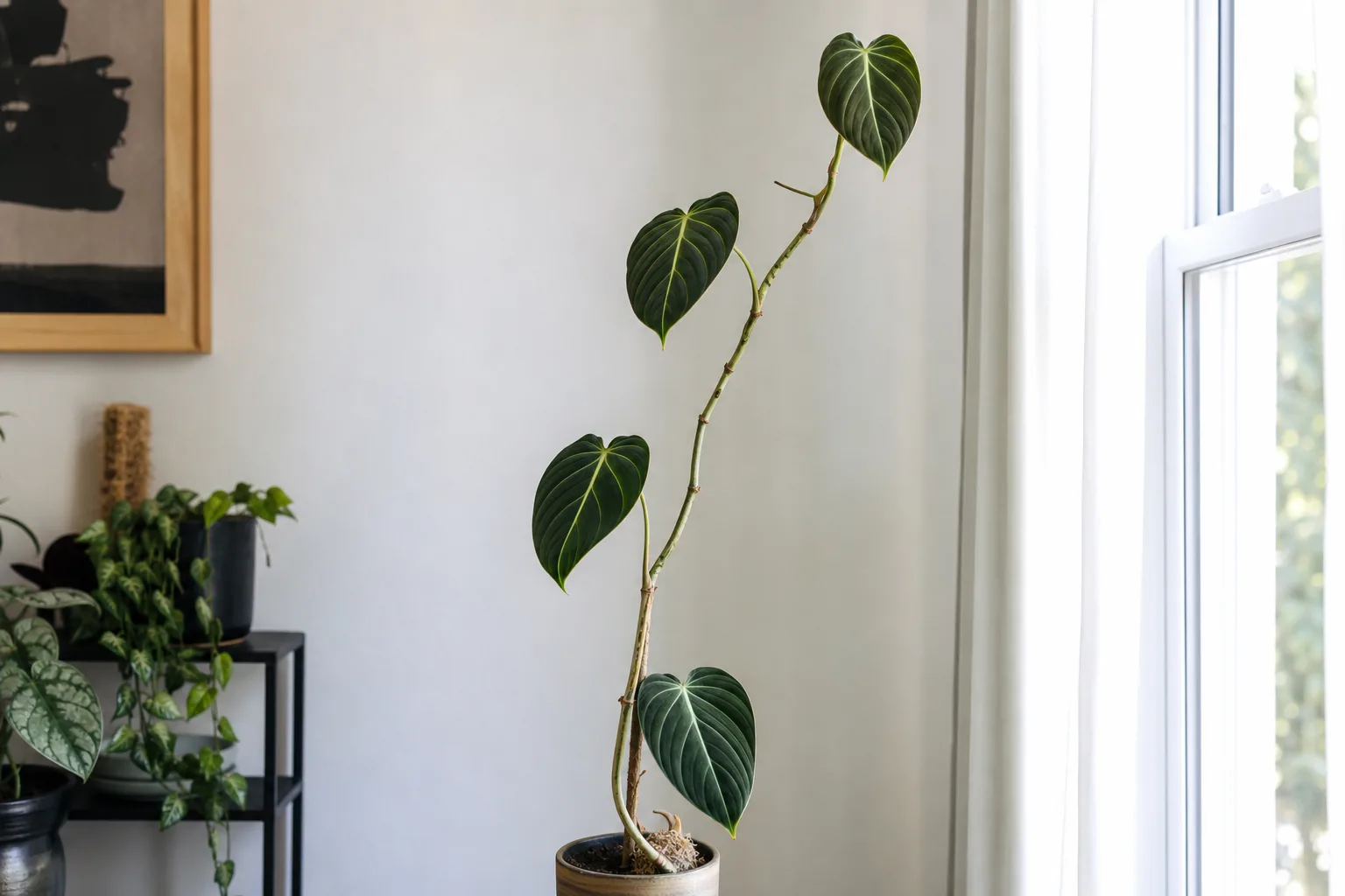 Leggy Melanochrysum vine with stretched internodes and small leaves from trailing without support