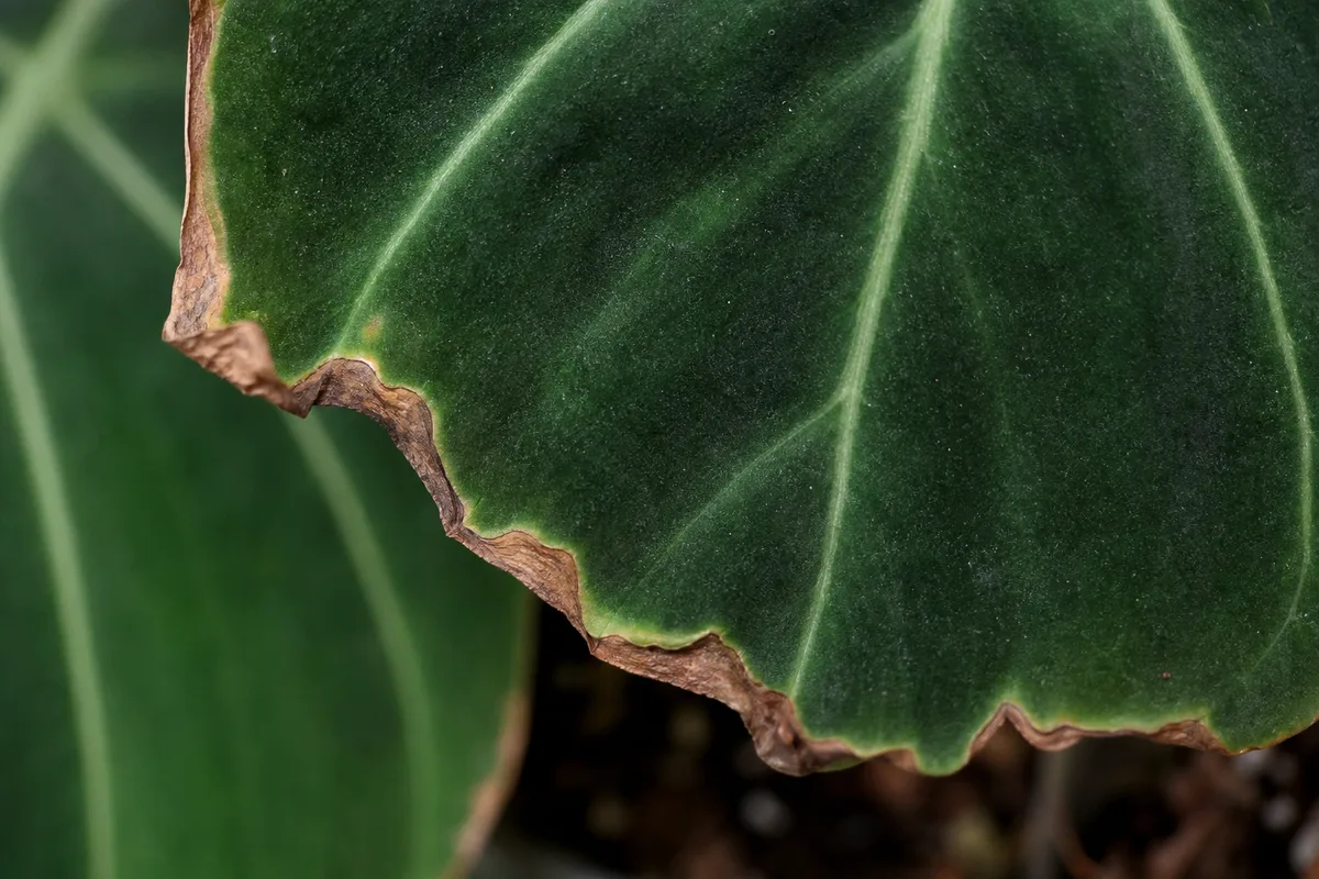 Close-up of Low Humidity on Philodendron Melanochrysum - diagnostic detail