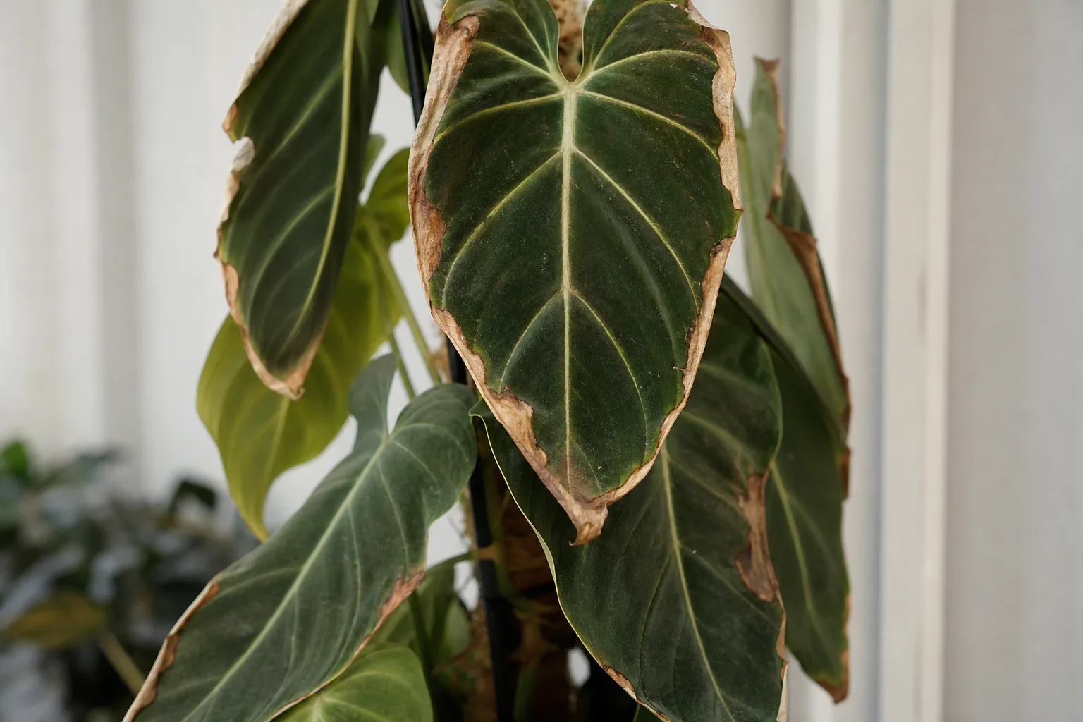 Melanochrysum leaf edges browning and stalling from dry indoor air