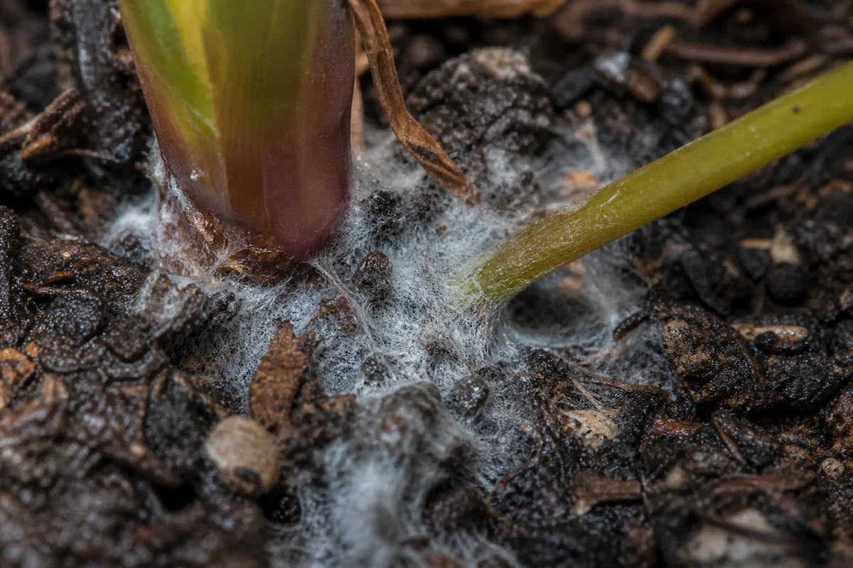 Close-up of Mold on Soil on Philodendron Melanochrysum - diagnostic detail