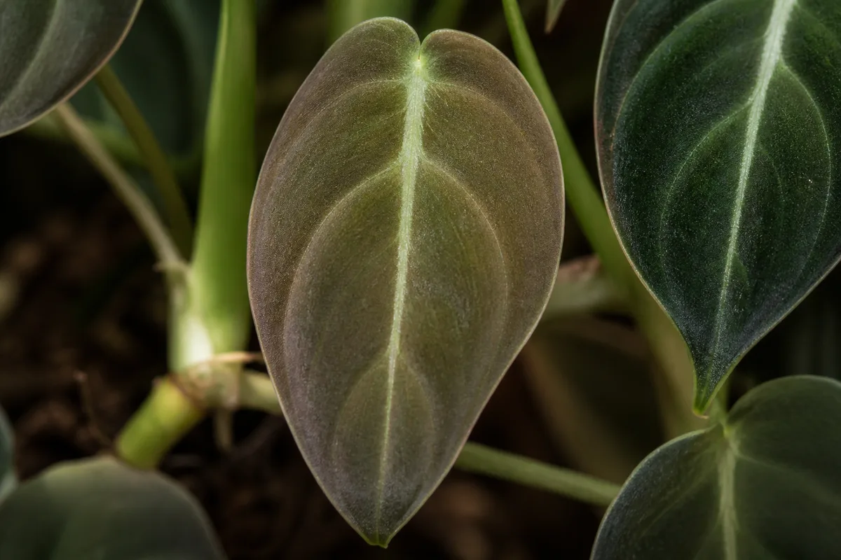 Close-up of Not Enough Light on Philodendron Melanochrysum - diagnostic detail