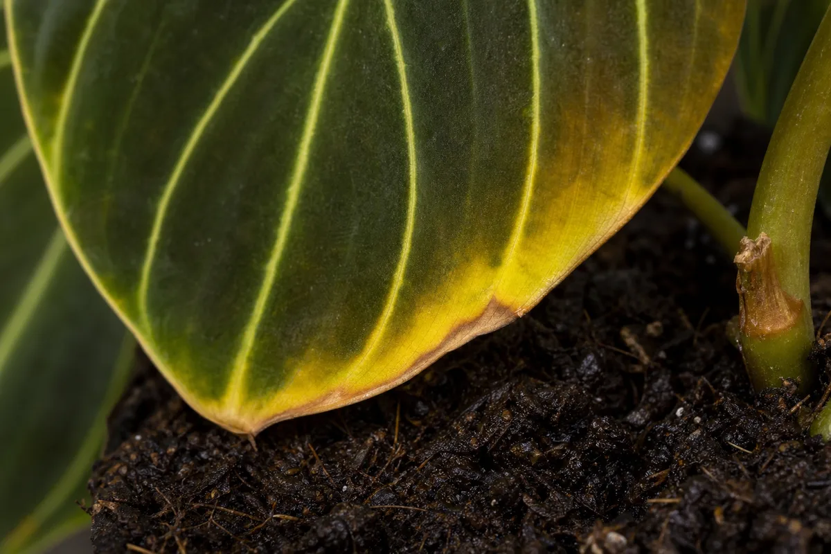 Close-up of Overwatering on Philodendron Melanochrysum - diagnostic detail