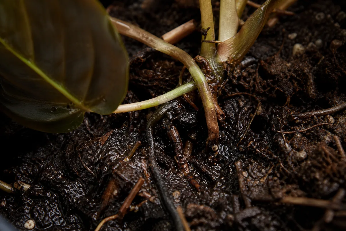 Close-up of Root Rot on Philodendron Melanochrysum - diagnostic detail