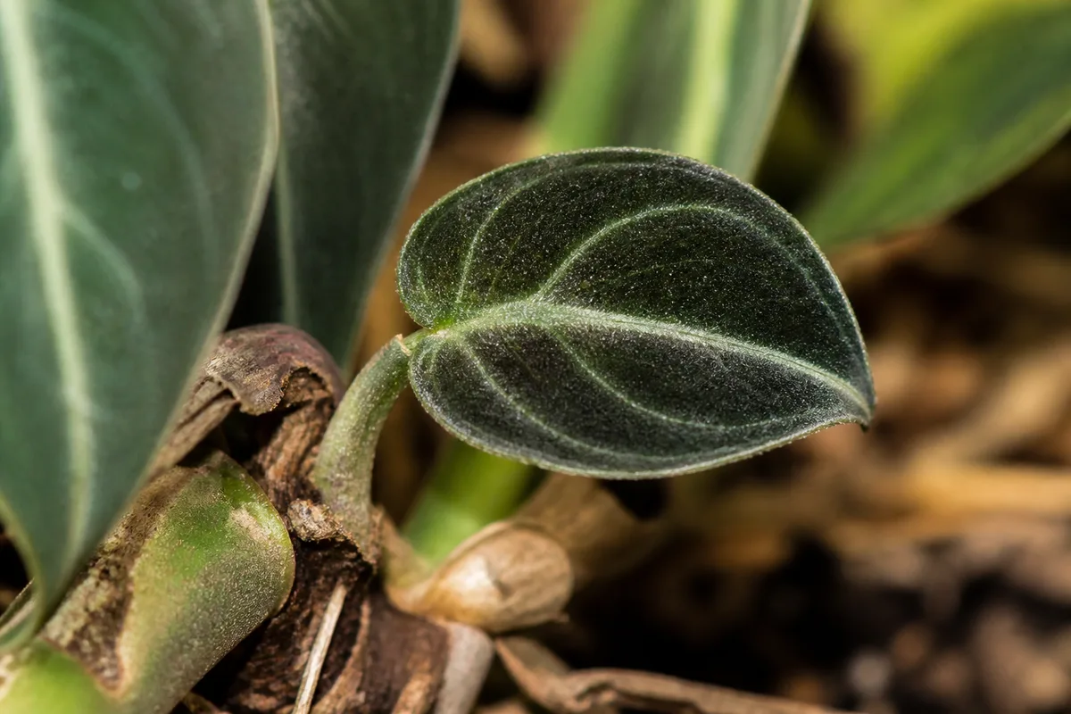 Close-up of Slow Growth on Philodendron Melanochrysum - diagnostic detail