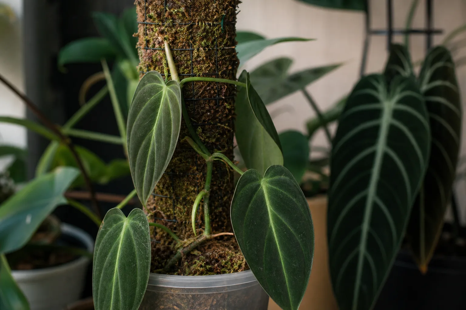 Slow Growth on Philodendron Melanochrysum - visible symptom on the plant