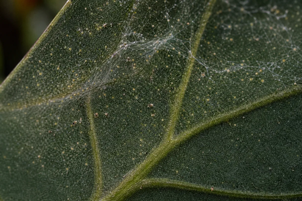 Close-up of Spider Mites on Philodendron Melanochrysum - diagnostic detail
