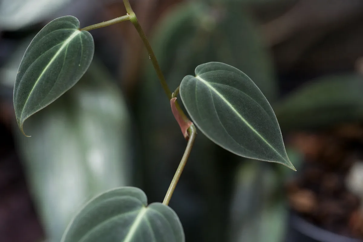 Close-up of Thin Stems on Philodendron Melanochrysum - diagnostic detail