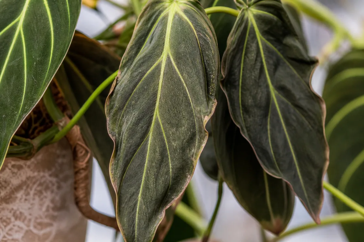 Close-up of Underwatering on Philodendron Melanochrysum - diagnostic detail