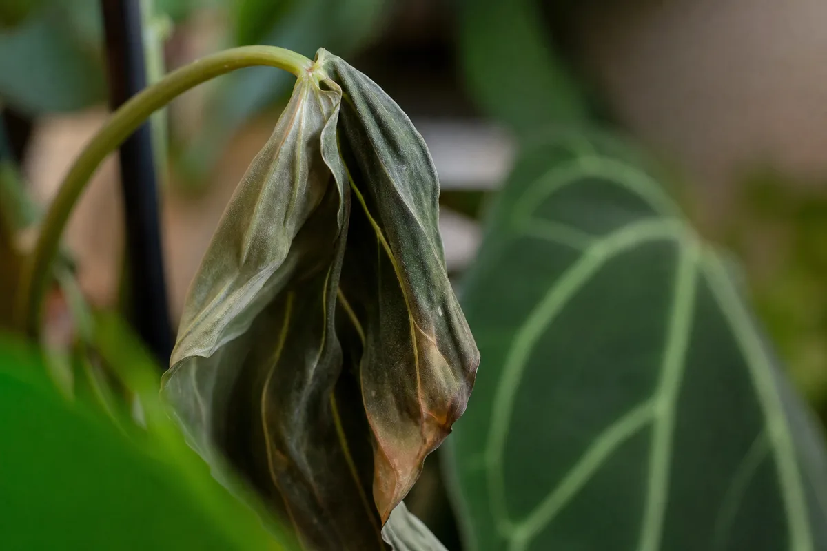 Close-up of Wilting on Philodendron Melanochrysum - diagnostic detail