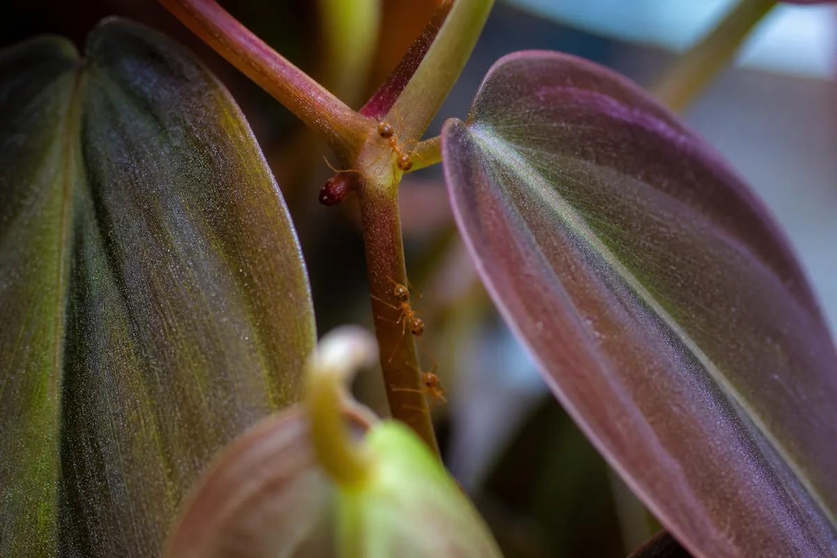 Close-up of Ants on Plant on Philodendron Micans - diagnostic detail