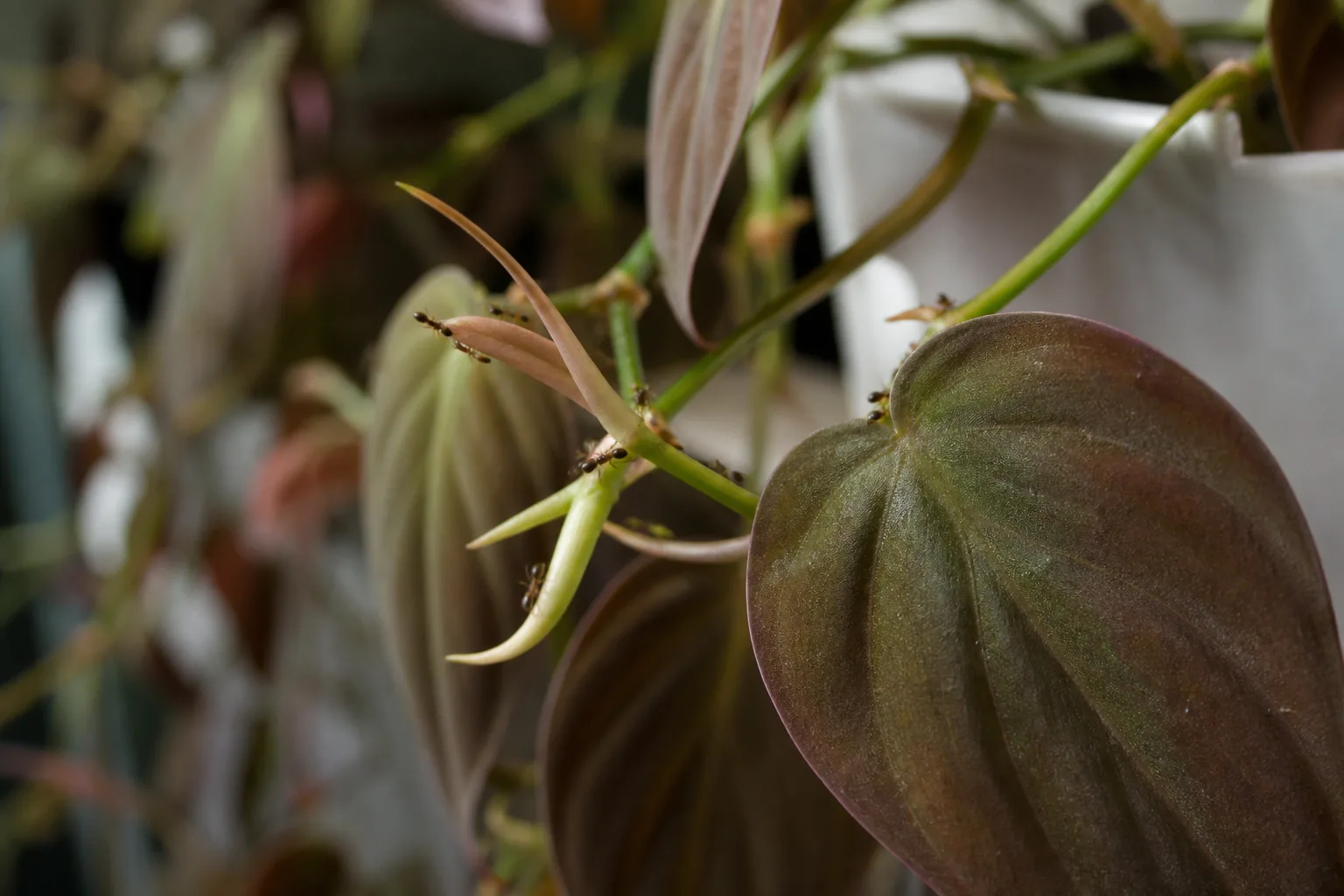 Ants on Plant on Philodendron Micans - visible symptom on the plant
