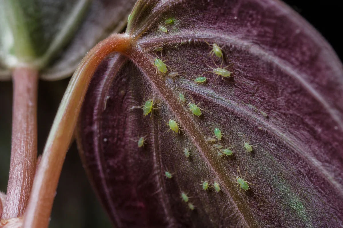 Close-up of Aphids on Philodendron Micans - diagnostic detail