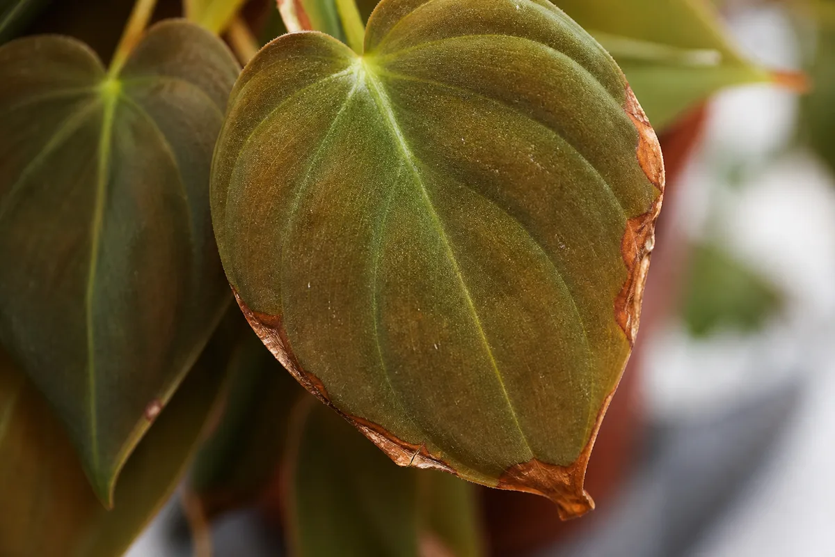 Close-up of Brown Tips on Philodendron Micans - diagnostic detail